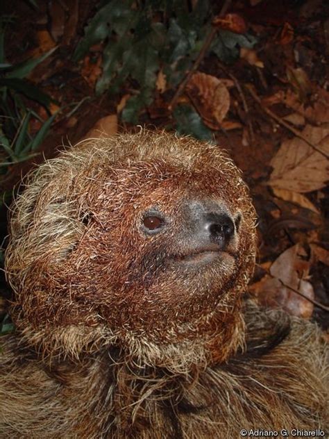 Bradypus Torquatus Brazilian Three Toed Sloth Maned Sloth Maned