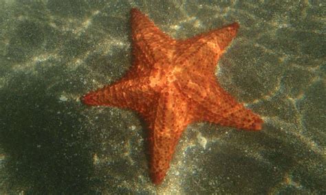 Estrela Do Mar Locomoção
