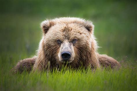 Alaska Bears And Landscape