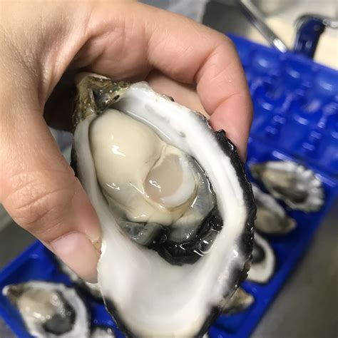Live Fresh Pacific Oysters Per Doz Atp Seafood