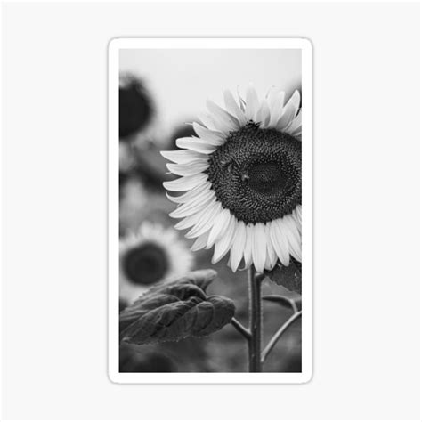 Black And White Sunflower Sticker By Gabrielemerlino Redbubble