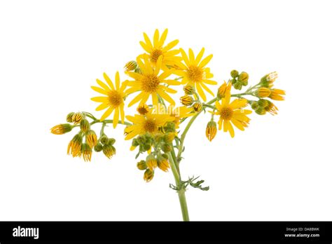 Yellow Wild Flowers Isolated On White Background Close Up Stock Photo