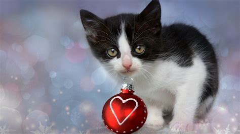 Black And White Christmas Kittens Wallpapers Wallpaper Cave