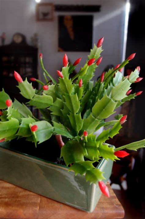 Traditionally the cactus blooms red, but you can now find christmas cacti in a myriad of flower colors, including red, pink. Succulents Christmas Cactus Pick 10" Red & Green