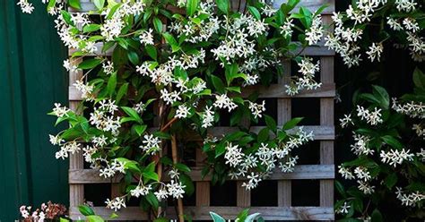 Star Jasmine Strange Seeds And How To Care For This Climbing Plant