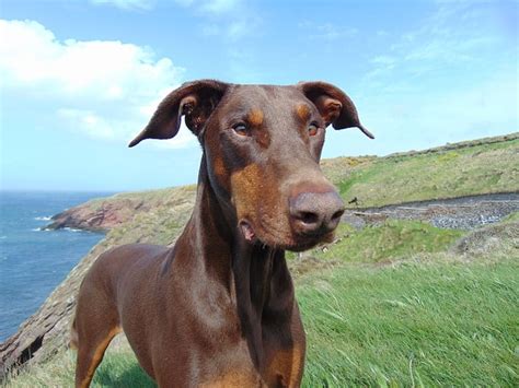It's also free to list your available puppies and litters on our site. 9 Dazzling Doberman Colors: Coats, Markings & Pictures