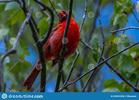 Close Up Shot Of A Northern Cardinal Sitting On A Tree Branch Stock