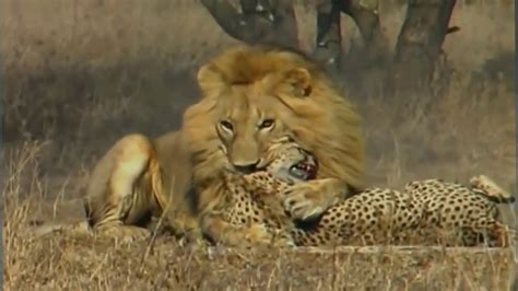 Lion Vs Leopard Lion Is The King Youtube