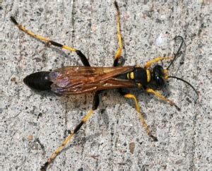 Unlike other wasps, they do not have stripes or other markings. Black and Yellow Mud Dauber - Bugwoodwiki