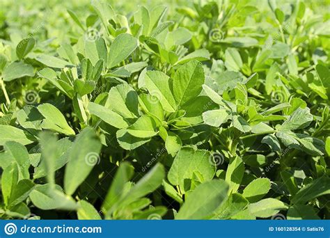 Field Of Alfalfa In Spring Stems With Leaves Of The Young Alfalfa On