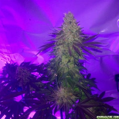 You will soon benefit from the efficiency of lush led grow lights! Plants grown with Lush Lighting LED grow lights from ...