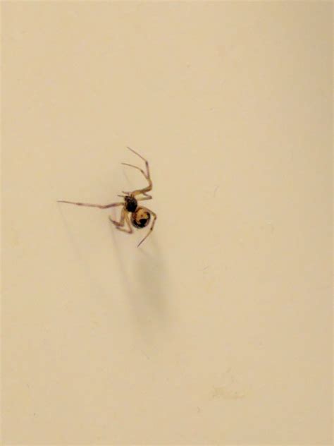 Spider With An Hourglass Pattern Spotted In My Bathroom [boston Ma] R Whatsthisbug