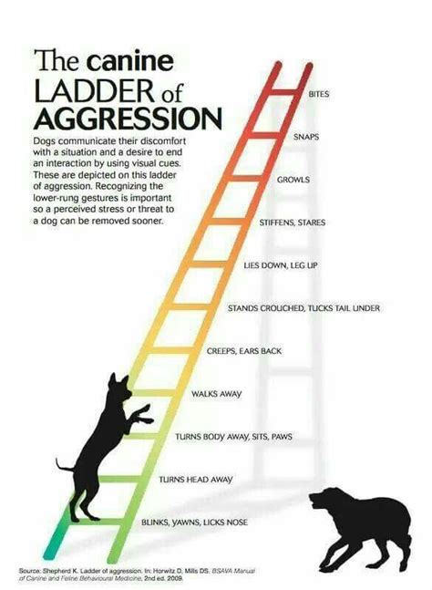 Excellent Graph In 999 Of Dog Bites The Perpetrator Has Shown One Or