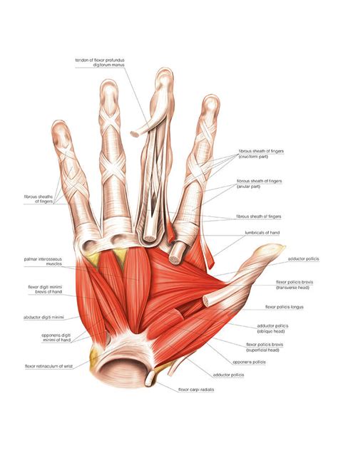 Muscles Of The Hand Photograph By Asklepios Medical Atlas Pixels Merch