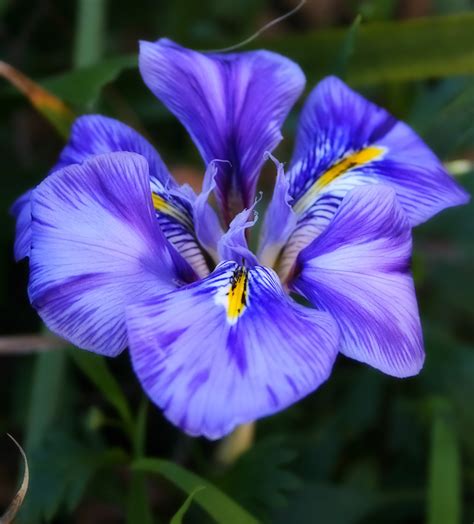 Fileblue Australian Iris Wikimedia Commons