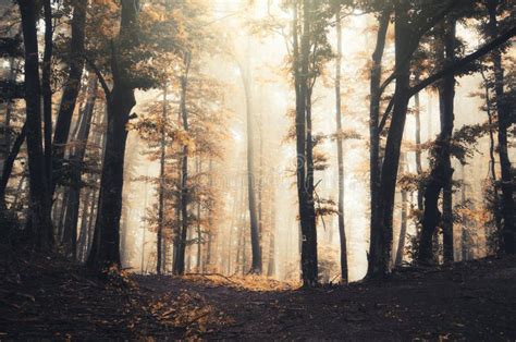 Surreal Autumn Misty Forest With Fog Stock Photo Image Of Abstract