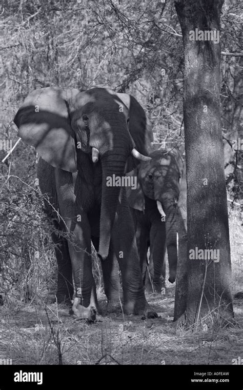 Ruaha National Park Tanzania Elephant Miombo Woodland Stock Photo Alamy