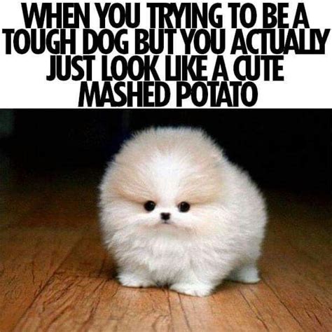 A Cute Mashed Potato Hahaha Funny Animal Pictures Funny Animals Dogs