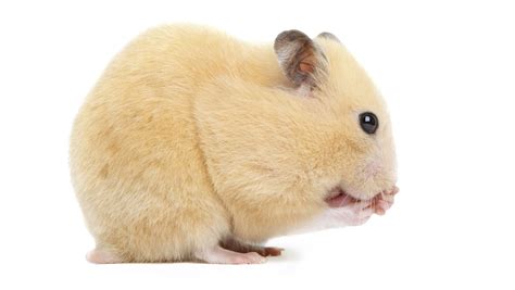 Hamster Butts Are The Latest Adorable Animal Trend