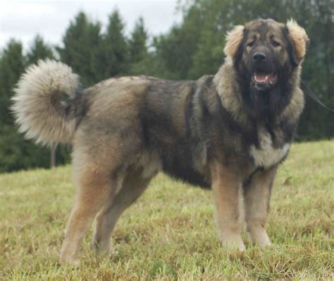 Caucasian Ovcharka Dog Breeds Caucasian Shepherd Dog Russian Bear Dog