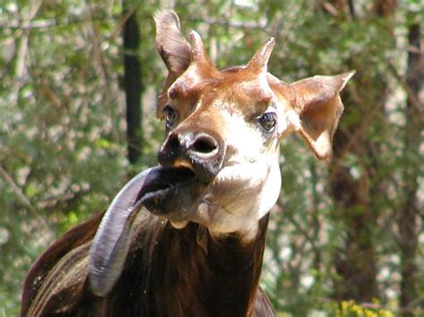 Pin By Julie Atkinson On Wildlife Okapi Animals Stupid Animals