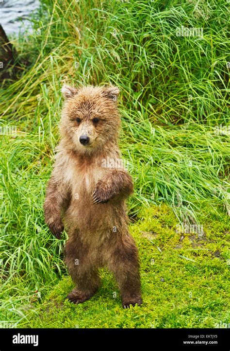 Alaskabrown Bearbear Cubhind Legs Stock Photo Alamy