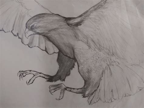 Hawk Talons Drawing