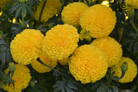 How To Grow Marigold From Seeds In India Dunya Led