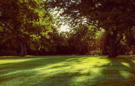 Photo Of Grass Field And Tall Trees · Free Stock Photo