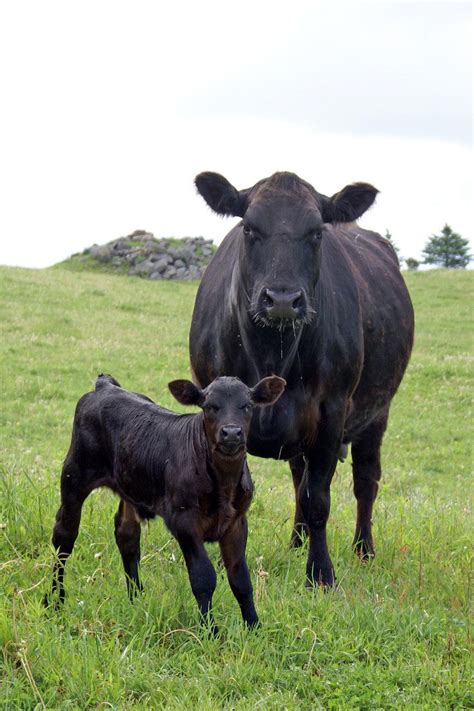 Angus Cow And Calf Angus Cow Cow Cow Calf