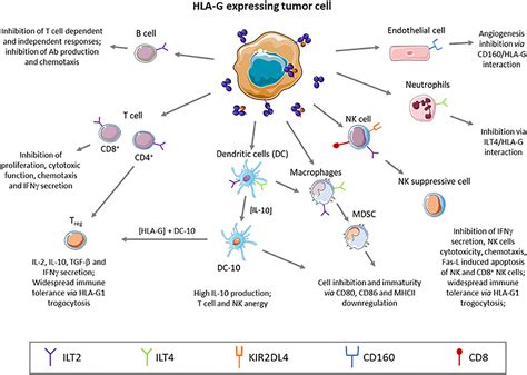 Frontiers Hla G Neo Expression On Tumors
