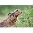 European Hare Photograph By John Devries/science Photo Library