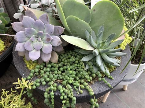 Succulent Bowl Creations For A Touch Of Green Elegance 🌵💫 Dive Into