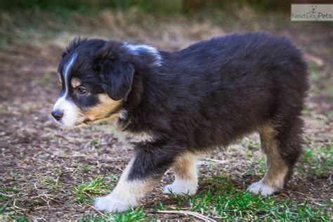 Aussie shepherd puppies for sale. Jethro: Miniature Australian Shepherd puppy for sale near ...