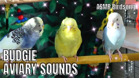 Happy Budgies Sounds Part 20 Birdsounds Budgies Parakeet Lovebirds