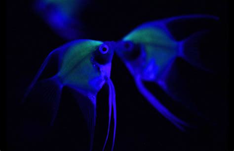 Misconduct Skillfulness Scientists Create Pet Fish That