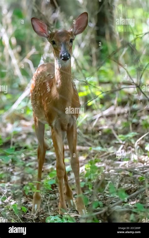 A White Tailed Deer Odocoileus Virginianus Fawn Standing In A Forest