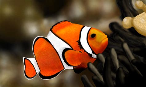 Dover publications is the publisher for the popular creative haven coloring books for adults. Colors Live - Clownfish by Lylo