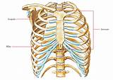 Costae are arranged in pairs and articulate with two successive vertebrae. Sternum Anatomy - Human Anatomy