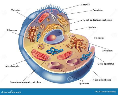 Célula Humana