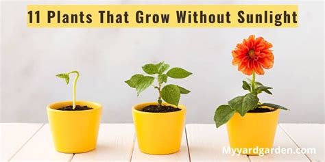 11 Plants That Grow Without Sunlight Simple And Easy Guide