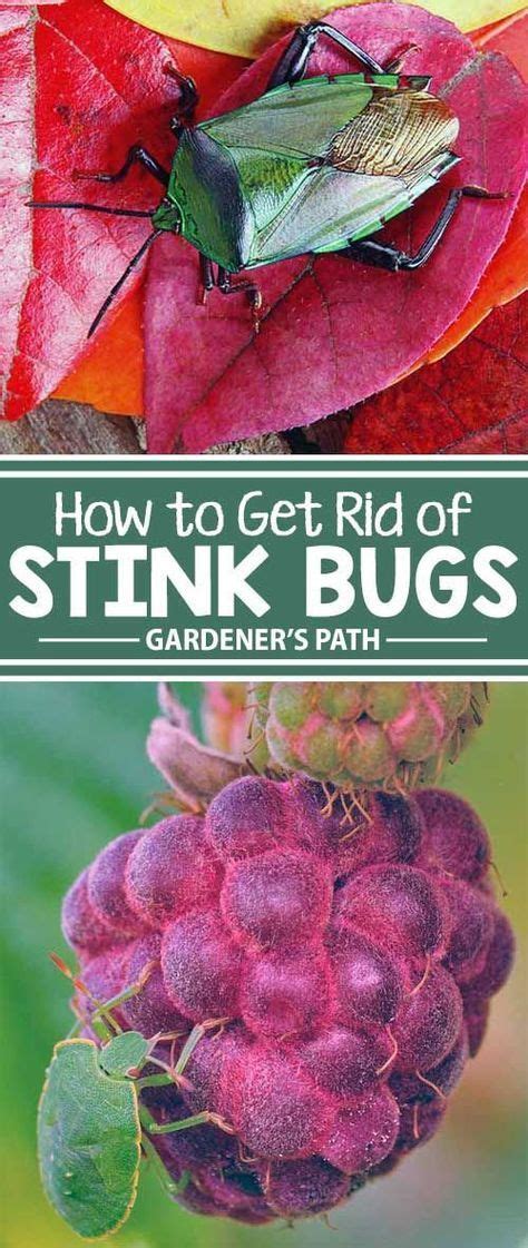 Maybe you would like to learn more about one of these? How to Get Rid of Stink Bugs in the Home or Garden ...