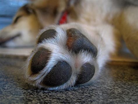 5 Ways To Deal With Your Dogs Cracked Paws
