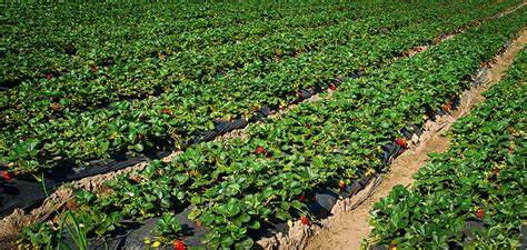 However, it is equally possible to grow strawberries in a garden plot. How To Grow Strawberries | The Tree Center™