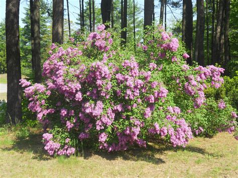 Purple flowers in washington state. Our state flower ~ the Purple Lilac | Purple lilac, State ...