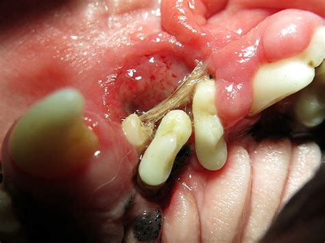 Periodontal (gum) disease in cats is a serious condition. Exodontics: Dog and Cat Tooth Extraction - Pet Dentistry