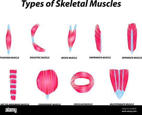 La Structure Anatomique Des Muscles Squelettiques Linfographie