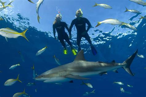 Bahamas Cruise Excursions Nassau Snorkeling With Sharks1