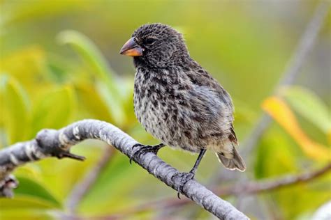 Darwin S Finches How One Species Becomes Many •