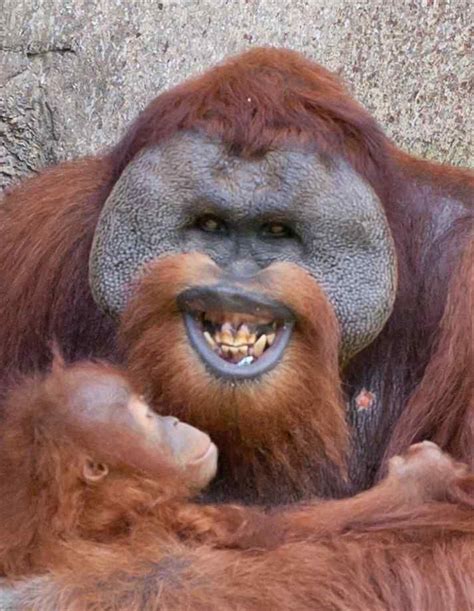 What A Pretty Smile Happy Animals Orangutan Cuddly Animals
